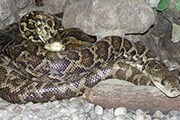 В числе обитателей экзотариума - змеи. // zoo.kaliningrad.net