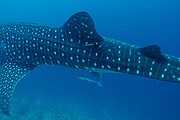 Изучение акул поможет спасти их от вымирания. // maldiveswhalesharkresearch.org