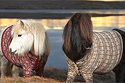 Пони рекламируют отдых в Шотландии. // visitscotland.com