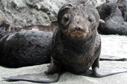 В заповеднике можно увидеть морских котиков. // beringisland.ru
