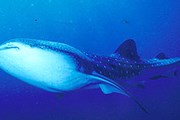 Китовые акулы - самые крупные рыбы на планете. // floranimal.ru