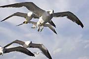 Чайки ведут себя слишком агрессивно. // yunphoto.net