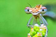 В Монако проходит выставка насекомых. // oformi.net