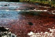 Каньо-Кристалес - разноцветная река. // Wikipedia