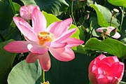 Цветущие лотосы - одно из чудес природы. // rybovod.ru