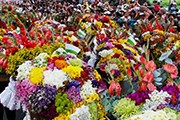 Фестиваль пройдет со 2 по 11 августа. // medellin.gov.co