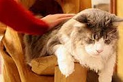 Кошачьи бары и кафе пользуются популярностью во всем мире. // lecafedeschats.fr
