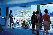 Акулы будут обитать в аквариуме объемом почти в миллион литров. // travelandleisure.com