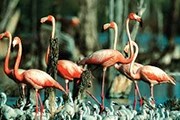 Туристы увидят редких птиц. // buenolatina.ru