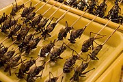 Блюда для фестиваля жуков // womansday.com