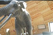 Ученые создали копии доисторических животных. // newsbg.ru