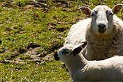 Заповедник Кэрнгормс – самый большой в Великобритании. // cairngorms.co.uk