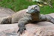 Комодский варан // wikimedia.org / Raul654
