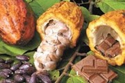 Туры познакомят с производством шоколада. // Buenolatina.ru
