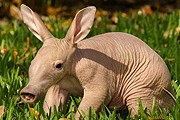 Трубкозуб – будущий обитатель петербургского экзопарка. // goodnewsanimal.ru