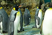 Пингвины в парке Jurong // birdpark.com.sg