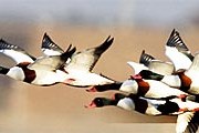 Испания познакомит со своей природой. // seosanbird.com