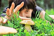 Туристы отправятся собирать грибы. // aramar.com