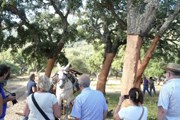 Туристы узнают все о пробковых деревьях. // retecork.org