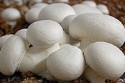 В Ла-Риохе созданы экскурсии о шампиньонах. // Buenolatina.ru