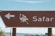 Страусиное родео в ЮАР // safariostrich.co.za