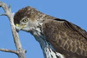 В Малаге можно увидеть уникальных птиц. // malagabirding.com