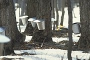 Кленовый сок собирают в специальные сосуды. // sucreriedelamontagne.com