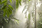 Выставка напоминает настоящий тропический лес. // nybg.com