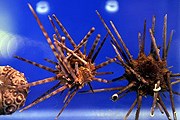В музее можно увидеть множество обитателей Средиземного моря. // hurriyetdailynews.com