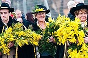 Фестиваль мимозы пройдет в 45-й раз. // paradisevilla.ru
