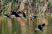 Перу ждет любителей природы. // buenolatina.ru