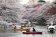Парк Инокасира - один из красивейших в Токио. // Alamy