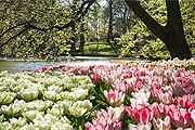 Парк откроется 20 марта. // keukenhof.nl