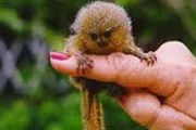 Карликовая игрунка - в числе новых обитателей зоопарка. // maxpark.com