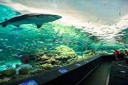 Аквариум в Торонто - самый крупный в Канаде. // bestoftoronto.com