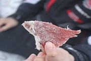 Туристы смогут попробовать стейк из овцебыка. // local-come-lately.com