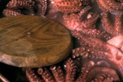 Гости отведают осьминогов и другие морепродукты. // foodsfromspain.com