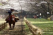 Ябусамэ - зрелище редкой красоты. // azert.com