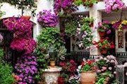 Туристы увидят цветущую Андалусию. // cordoba.costasur.com