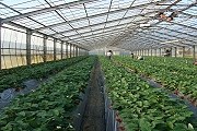 Клубника выращивается в больших парниках. // tokyoweekender.com