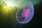 Ушастая аурелия небезопасна. // Alexander Semenov
