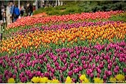В Оттаве расцветут тюльпаны 50 сортов. // ottawafestivals.ca