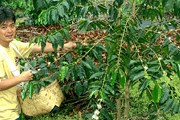 Туристам нравятся кофейные экскурсии. // mycoffee.net