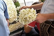 Остролистные нарциссы - символ Штирии. // steiermark.com