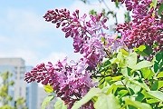 Сотни кустов сирени расцветут на Хоккайдо. // sapporo.jp