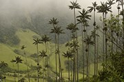 Туристы узнают историю открытия восковой пальмы. // Wikipedia