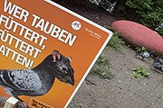 Власти Вены борются с засильем голубей. // Houdek / PID
