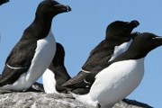 Туристы увидят различных морских обитателей. // buenolatina.ru