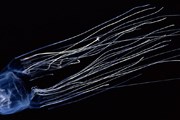 "Морская оса" - опаснейшая медуза. // nationalgeographic.com