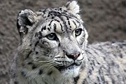 Алтайский ирбис // Shutterstock / andamanec